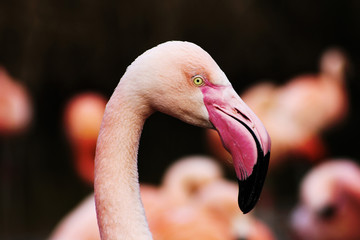 Fototapeta premium Flamingo