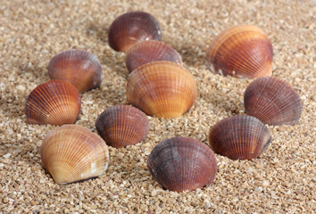 Seashells