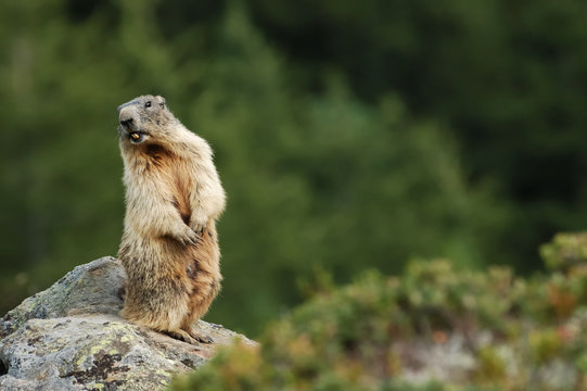 Le cri de la marmotte sauvage