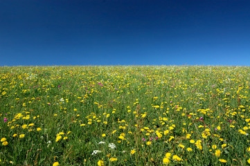 Blumenwiese