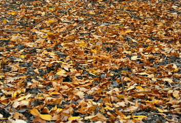 Colours of the autumn