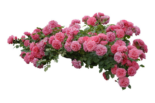 r&oacute;żowy kwiatek, pink flower