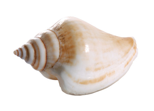Sea shell isolated on white background