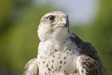 Saker Falcon