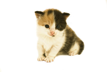 Tortoiseshell Kitten (Focus on face)
