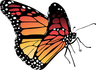 papillon © thehappymouse