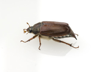 Maikaefer; Weiblicher