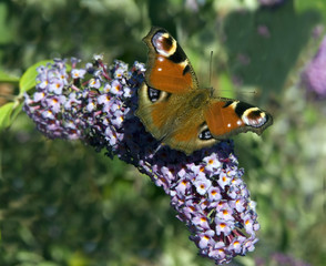 Schmetterlingsstrauch, Tagpfauenauge