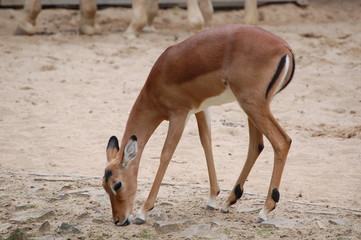 gazelle