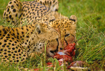 Fototapeta na wymiar Gepard in der Serengeti