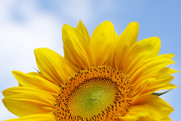 Beautiful Yellow Sunflower
