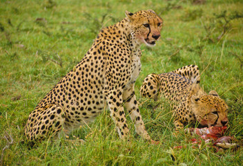 Gepard in der Serengeti