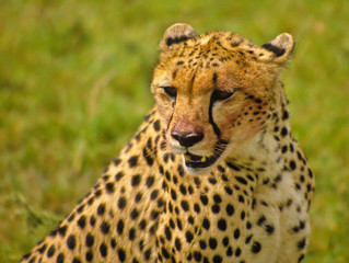 Gepard in der Serengeti