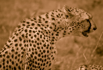 Gepard in der Serengeti