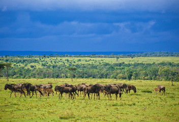 Fototapeta na wymiar Gnu w Serengeti