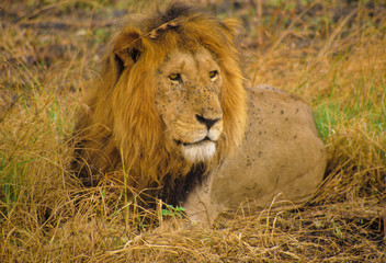 Loewe in der Serengeti