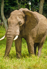Obraz premium Elefant im Massai Mara
