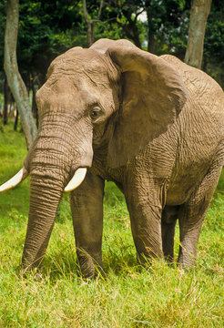 Elefant im Massai Mara