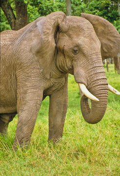 Elefant im Massai Mara