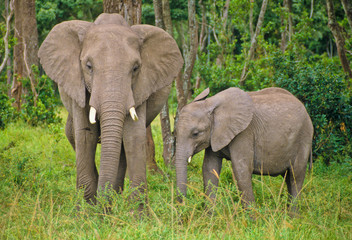 Naklejka na ściany i meble Elefanten im Massai Mara