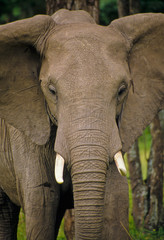 Elefant im Massai Mara