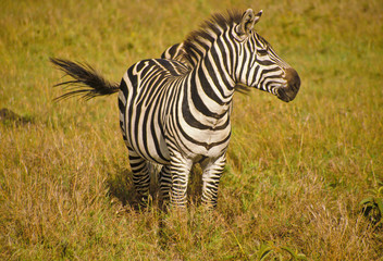 Zebras im Massai Mara