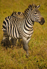 Zebras im Massai Mara