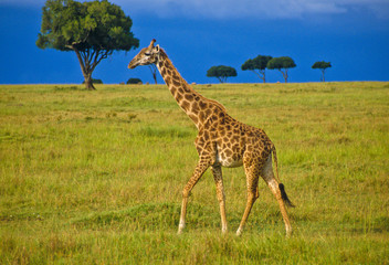 Giraffe im Massa Mara