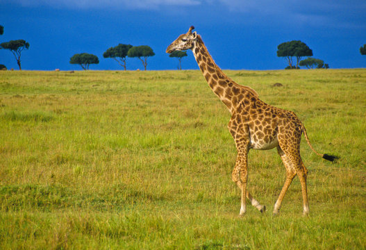 Giraffe im Massa Mara