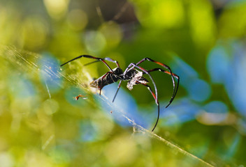 Spinne mit Opfer