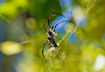 Spinne mit Opfer