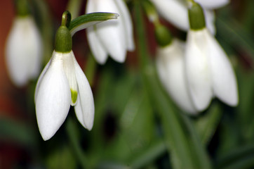 Schneegl&ouml;ckchen