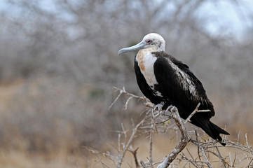 Frigate bird is sitting on a branch