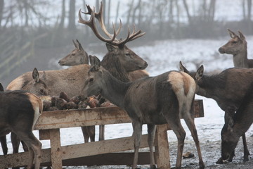 hirsch © Petra Kohlstädt
