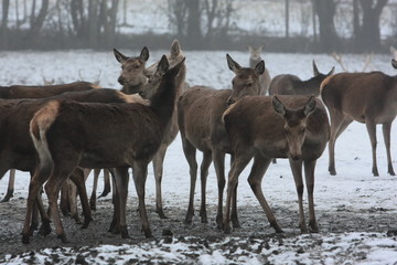 Reh © Petra Kohlstädt