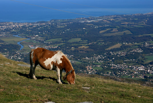 Pottok de la Rhune