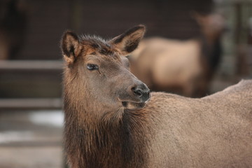 Fototapeta premium Hirsch