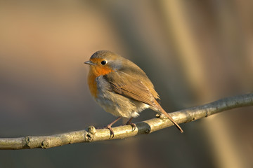 Pettirosso