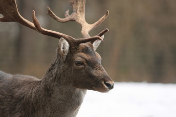 Hirsch © Petra Kohlstädt