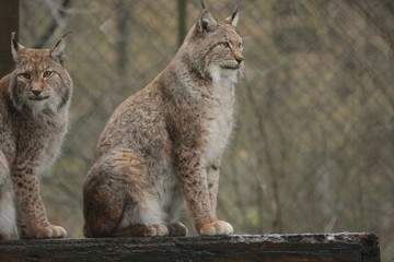 Luchs