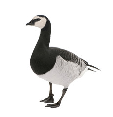 Barnacle Goose - Branta leucopsis (+/- 18 mlonths)