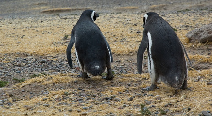 Two Magellanic penguins (Spheniscus magellanicus)