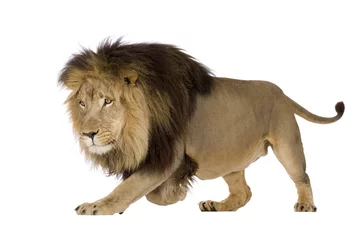 Poster Lion Lion (4 ans et demi) - Panthera leo
