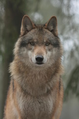 Obraz premium Wolf
