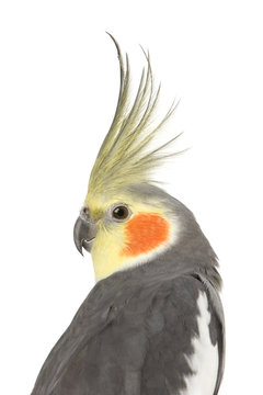 Fototapeta Cockatiel - Nymphicus hollandicus