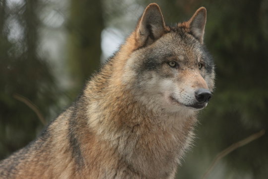 Wolf