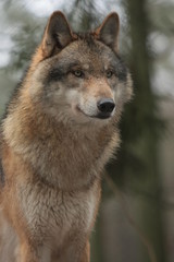 Fototapeta premium Wolf