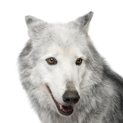 Fototapeta premium Mackenzie Valley Wolf (8 years) - Canis lupus occidentalis