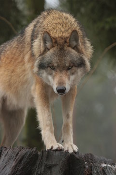 Fototapeta Wolf