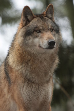 Wolf